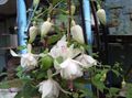 les fleurs du jardin Fuchsia De Chèvrefeuille blanc Photo