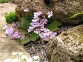 ვარდისფერი ყვავილების Haberlea სურათი და მახასიათებლები