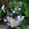 Gartenblumen Haberlea flieder Foto