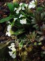 white Flower Haberlea Photo and characteristics