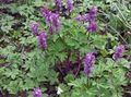 purpurs Zieds Corydalis Foto un raksturlielumi
