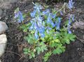 Zahradní květiny Corydalis světle modrá fotografie