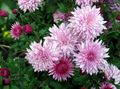 Садові Квіти Хризантема Корейська, Chrysanthemum рожевий Фото
