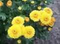 galben Floare Florarii Mama, Pot Mama fotografie și caracteristici