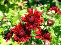 roșu Floare Florarii Mama, Pot Mama fotografie și caracteristici