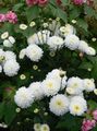 Sodo Gėlės Gėlių Mama, Puodai Mama, Chrysanthemum baltas Nuotrauka
