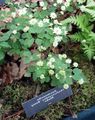Have Blomster Rue Anemone, Anemonella thalictroides hvid Foto