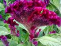 Tuin Bloemen Hanekam, Pluim Plant, Gevederde Amarant, Celosia bordeaux foto
