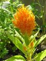 Градински цветове Франт, Струята Растение, Пернат Амарант, Celosia оранжев снимка