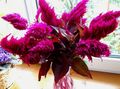 Градински цветове Франт, Струята Растение, Пернат Амарант, Celosia винен снимка