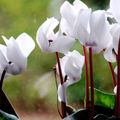 white Flower Sow Bread, Hardy Cyclamen Photo and characteristics