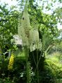 Садовые Цветы Цимицифуга (Клопогон), Cimicifuga, Actaea белый Фото