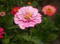 Záhradné kvety Cínie, Zinnia ružová fotografie