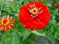 κόκκινος λουλούδι Ζίννια φωτογραφία και χαρακτηριστικά
