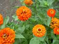 orange Blomst Zinnia Bilde og kjennetegn