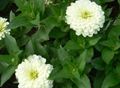 Zahradní květiny Cínie, Zinnia bílá fotografie