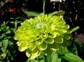 მწვანე ყვავილების Zinnia სურათი და მახასიათებლები