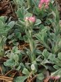 Záhradné kvety Antennaria, Mačky Noha, Antennaria dioica ružová fotografie