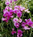 Gartenblumen Liebe Erbse, Platterbse, Lathyrus latifolius rosa Foto