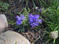 I fiori da giardino Argenteo Harebell Nano, Edraianthus azzurro foto