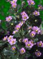ვარდისფერი ყვავილების სპარსული ია, გერმანელი Violet სურათი და მახასიათებლები