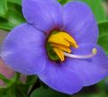 μπλε λουλούδι Περσική Ιώδες, Γερμανικά Βιολετί φωτογραφία και χαρακτηριστικά