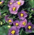 purpurs Zieds Persiešu Violets, Vācu Violets Foto un raksturlielumi