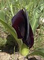 μαύρος λουλούδι Eminium φωτογραφία και χαρακτηριστικά
