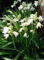 Bahçe Çiçekleri Ispanyolca Bluebell, Ahşap Sümbül, Endymion hispanicus, Hyacinthoides hispanica beyaz fotoğraf