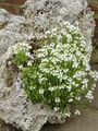 Tündér Gyűszűvirág, Erinus alpinus fehér fénykép