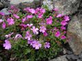 Gartenblumen Fee Fingerhut, Erinus alpinus rosa Foto