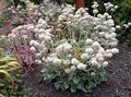 Градински цветове Елда, Eriogonum бял снимка