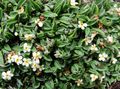 les fleurs du jardin Arctique Forget-Me-Not, Alpine Forget-Me-Not, Eritrichium blanc Photo