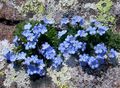 Flores de jardín Ártico No Me Olvides, Alpine Forget-Me-Not, Eritrichium azul claro Foto