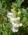 Vrtno Cvetje Snapdragon, Gobec Podlasica Je, Antirrhinum bela fotografija