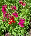 Záhradné kvety Papuľka, Lasička Je Ňufák, Antirrhinum červená fotografie