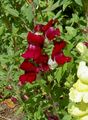 Λουλούδια κήπου Snapdragon, Ρύγχος Νυφίτσα Του, Antirrhinum οινώδης φωτογραφία