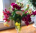 Λουλούδια κήπου Snapdragon, Ρύγχος Νυφίτσα Του, Antirrhinum λευκό φωτογραφία