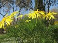 Trädgårdsblommor Buske Daisy, Grönt Euryops gul Fil