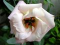 bílá Květina Prérie Hořec, Lisianthus, Texas Bluebell fotografie a charakteristiky