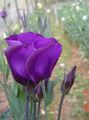 Ogrodowe Kwiaty Eustoma (Eustoma) purpurowy zdjęcie