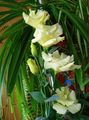 Садові Квіти Еустома (Лізіантус), Eustoma жовтий Фото