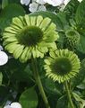 zelena Cvijet Coneflower, Istočni Coneflower Foto i karakteristike