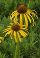 Dārza Ziedi Coneflower, Austrumu Coneflower, Echinacea dzeltens Foto