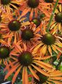 les fleurs du jardin Échinacée, Échinacée Orientale, Echinacea orange Photo