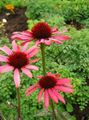 červená Kvetina Echinacea, Východnej Echinacea fotografie a vlastnosti
