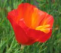 červená Kvetina Kalifornia Mak fotografie a vlastnosti