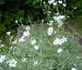 Zahradní květiny Snow-In-Létě, Cerastium bílá fotografie