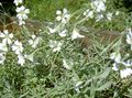 Садовыя Кветкі Ясколка, Cerastium белы фота