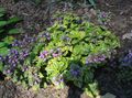 Ogrodowe Kwiaty Jasnota, Lamium liliowy zdjęcie